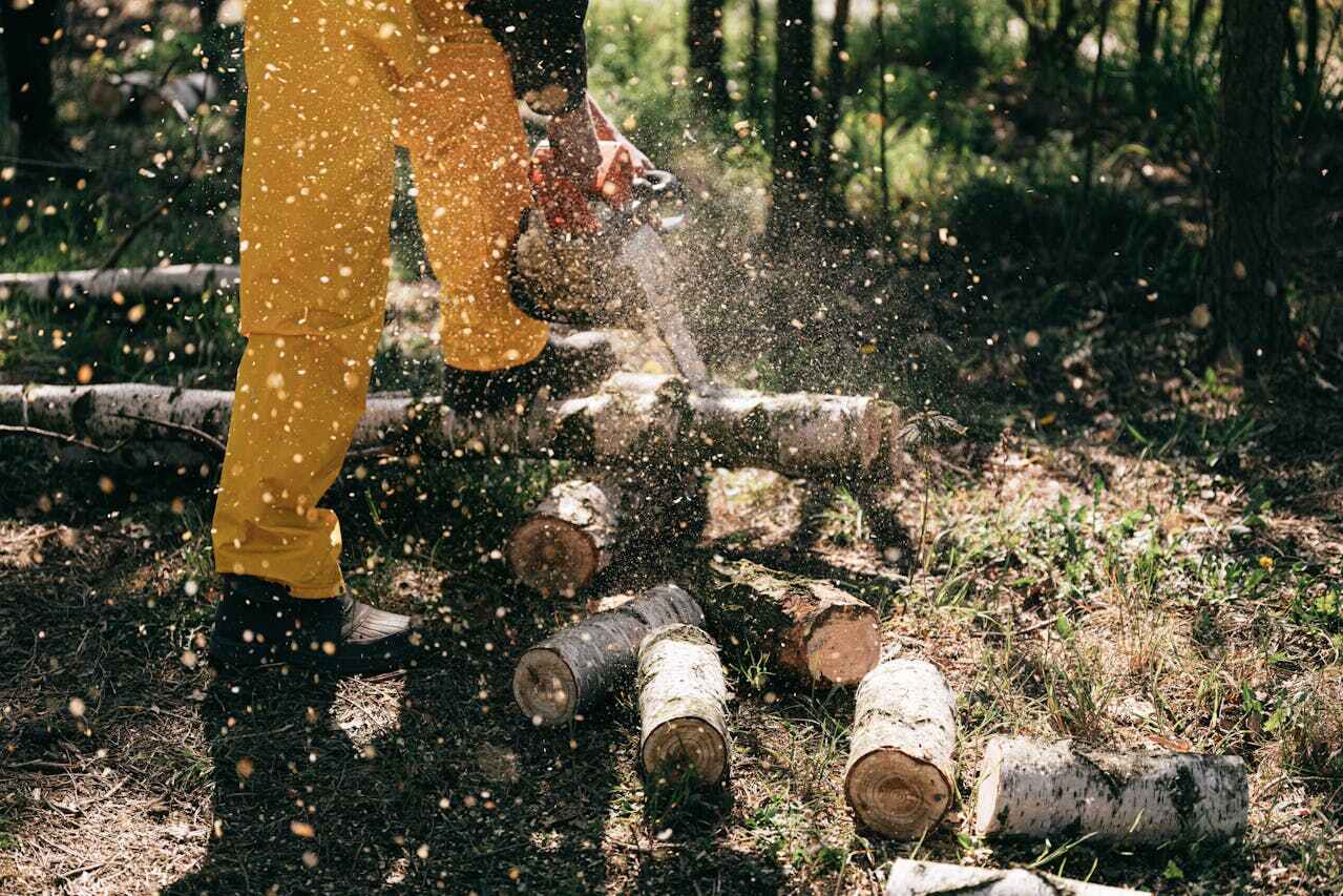 The Steps Involved in Our Tree Care Process in Florence, CO